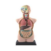 图片 儿童半身模型   11 pcs 50cm (20") Human Anatomy Model