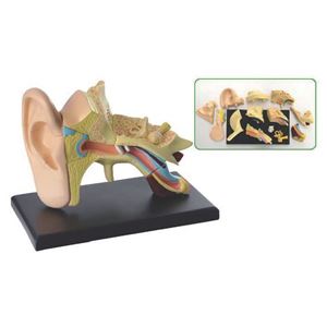 图片 14 片7.7 厘米耳解剖模型   14 pcs 7.7cm (3")Ear Anatomy Model
