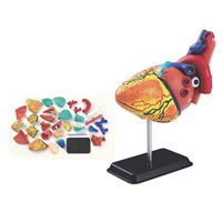 图片 31 片14 厘米心脏解剖模型 SK009 31 pcs 14cm(5.5")Heart Anatomy Model