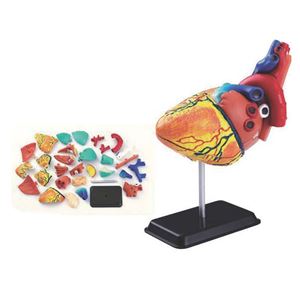 图片 31 片14 厘米心脏解剖模型 SK009 31 pcs 14cm(5.5")Heart Anatomy Model