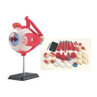 图片 34 片14 厘米眼睛解剖模型 SK007  35 pcs 14cm (5.5") Eyeball Anatomy Model