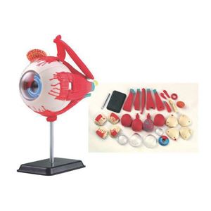 图片 34 片14 厘米眼睛解剖模型 SK007  35 pcs 14cm (5.5") Eyeball Anatomy Model