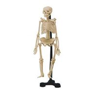 图片 迷你人体骨骼 46cm 