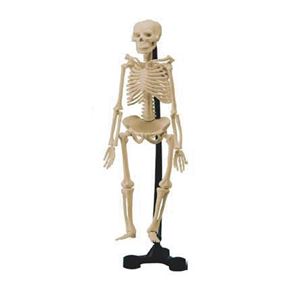 图片 迷你人体骨骼 46cm 