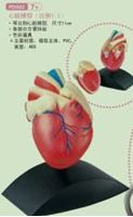图片 心脏模型1:1  Heart Model(scale 1:1)