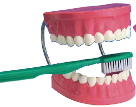 图片 2倍牙列组合模型  2x Giant Dental Care Model with Toothbrush