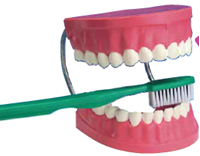 图片 2倍牙列组合模型  2x Giant Dental Care Model with Toothbrush