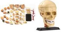 图片 头骨解剖模型  39 pcs 9cm (3.5")Cranial Nerve Skull Anatomy Model