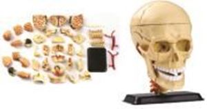 图片 头骨解剖模型  39 pcs 9cm (3.5")Cranial Nerve Skull Anatomy Model