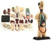 图片 人体解剖模型  32 ocs 12.7cm (5")Human Anatomy Model