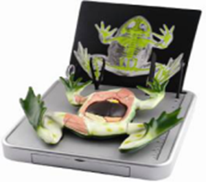 图片 仿真青蛙解剖模型  Simulated frog anatomy model