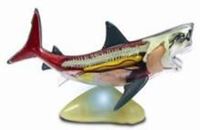 图片 可视鲨鱼模型  Visible Shark Model