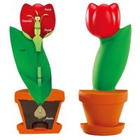 图片 花朵剖面模型