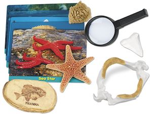图片 海洋生物标本探索家